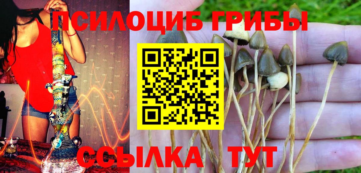 Галлюциногенные грибы Psilocybe Ногинск